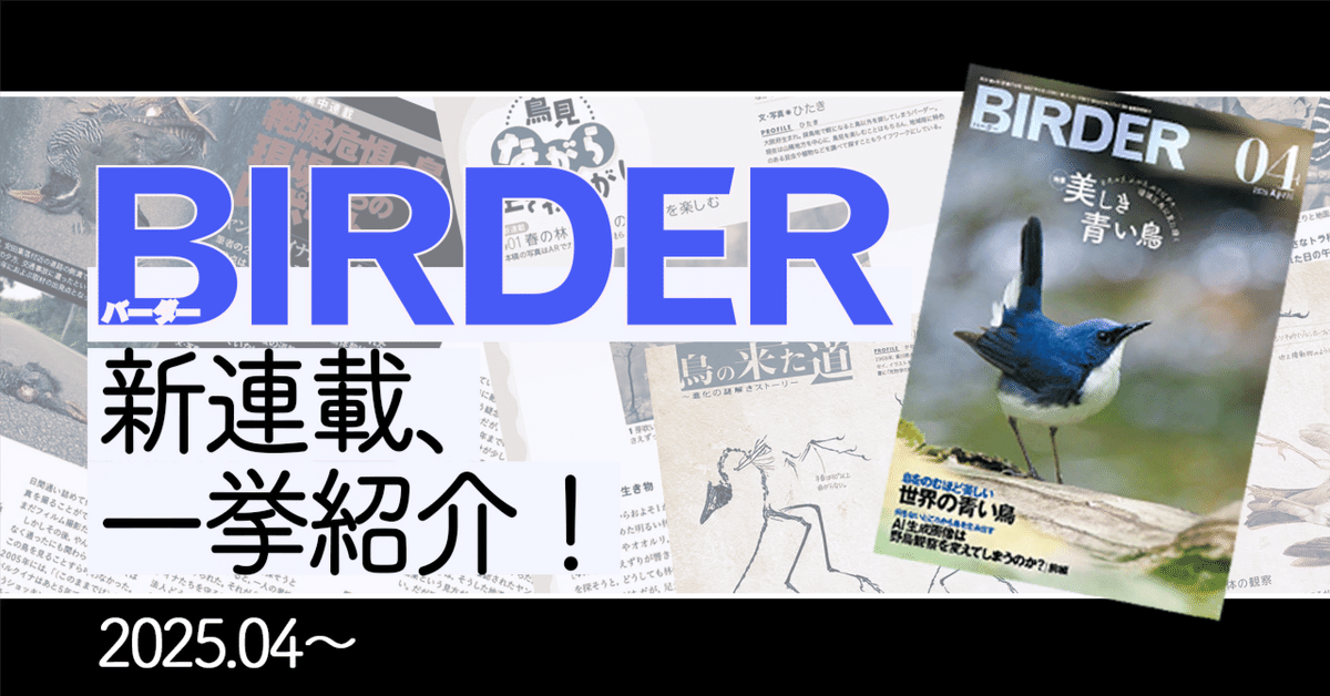 BIRDER8月号の見どころ｜ブンイチ（文一総合出版）