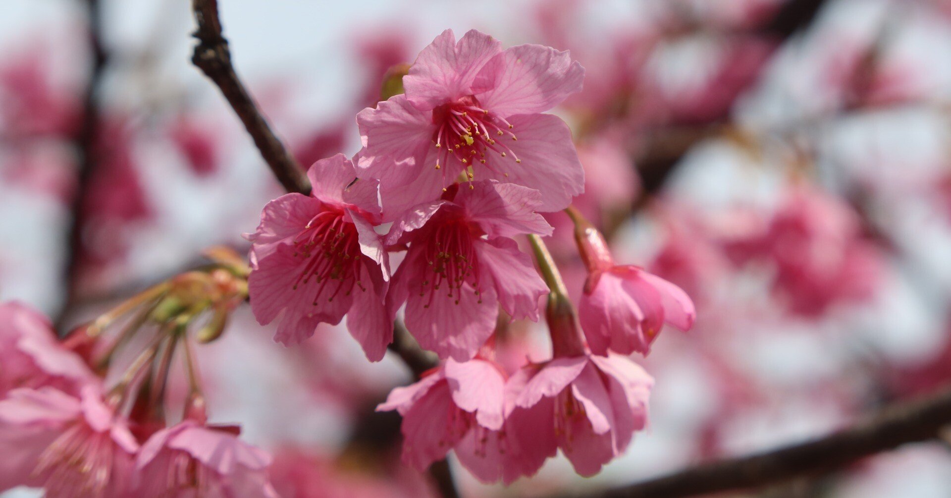 オカメザクラ（阿亀桜）｜kazaoka