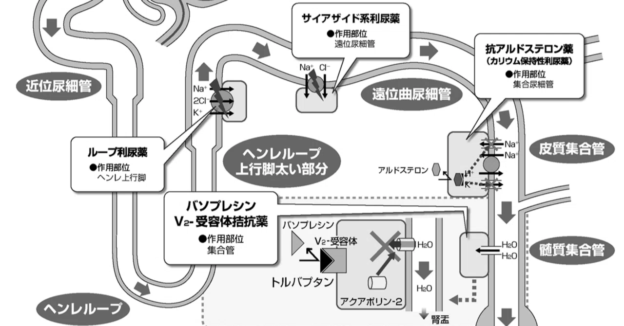 松廼屋｜論点解説 薬剤師国家試験対策ノート問 106-256-257【薬理