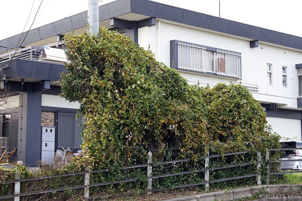 うずくまる犬かライオンみたいな緑 芝田文乃 Note うずくまる犬かライオンみたいな緑 芝田文乃 Note