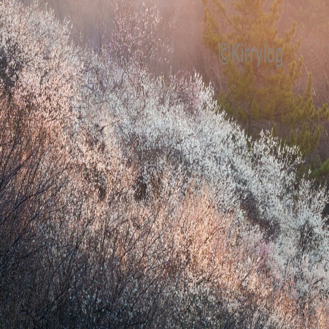 梅花 3/14/2025｜Kirrylog 