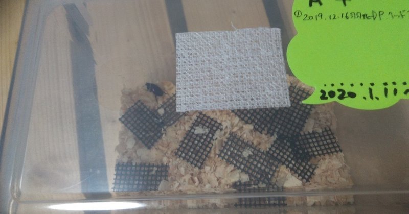 公開 100均 Seria 便利グッズでパプキン成虫飼育用box作成 八戸市自由研究ラボラトリー Note 公開 100均 Seria 便利グッズでパプキン成虫飼育用box作成 八戸市自由研究ラボラトリー Note