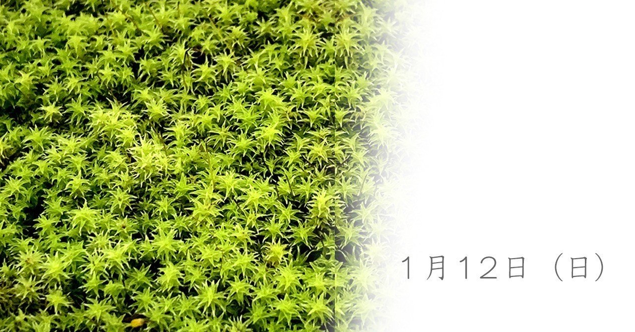 スナゴケ Saya Note スナゴケ Saya Note