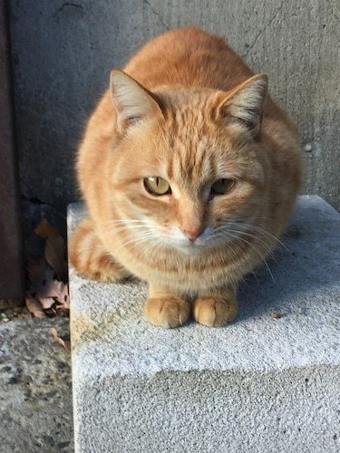 猫の返事 春野りりん Note