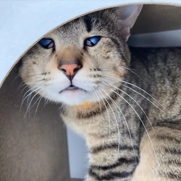ねこねこ亭