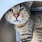 ねこねこ亭