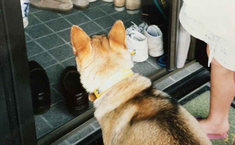 あの犬に見た幸運の意味をわたしはまだ知らない パジャマで暮らしたい Note あの犬に見た幸運の意味をわたしはまだ知らない パジャマで暮らしたい Note