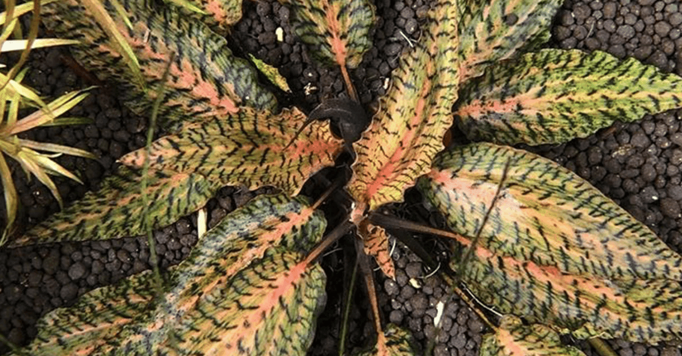 水草｜クリプトコリネ・ヌーリー｜アクアモノグラフ情報｜NoA｜MASUKO