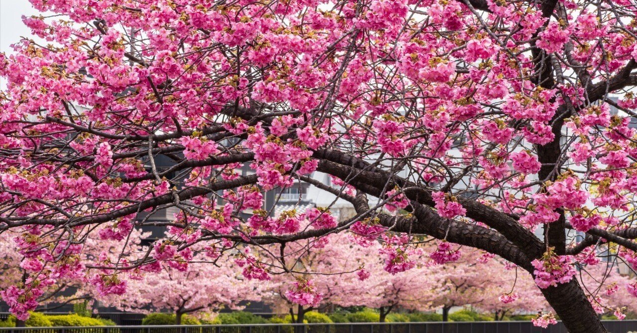 OM-5とLUMIX G99IIで行く「河津桜」花見｜Photographer non🐤