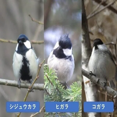 落とし籠　小鳥　メジロ・シジュウカラ・ウグイス… 第766回 よく似た野鳥たち｜翆野 大地