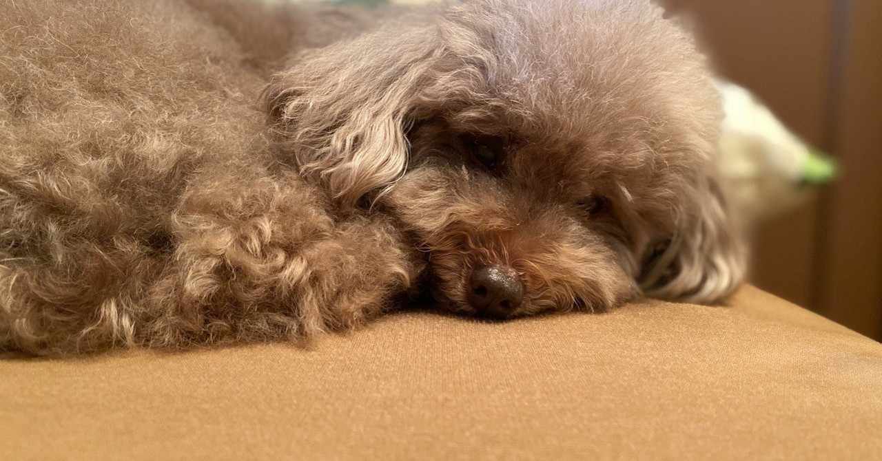 犬の病気 の新着タグ記事一覧 Note つくる つながる とどける