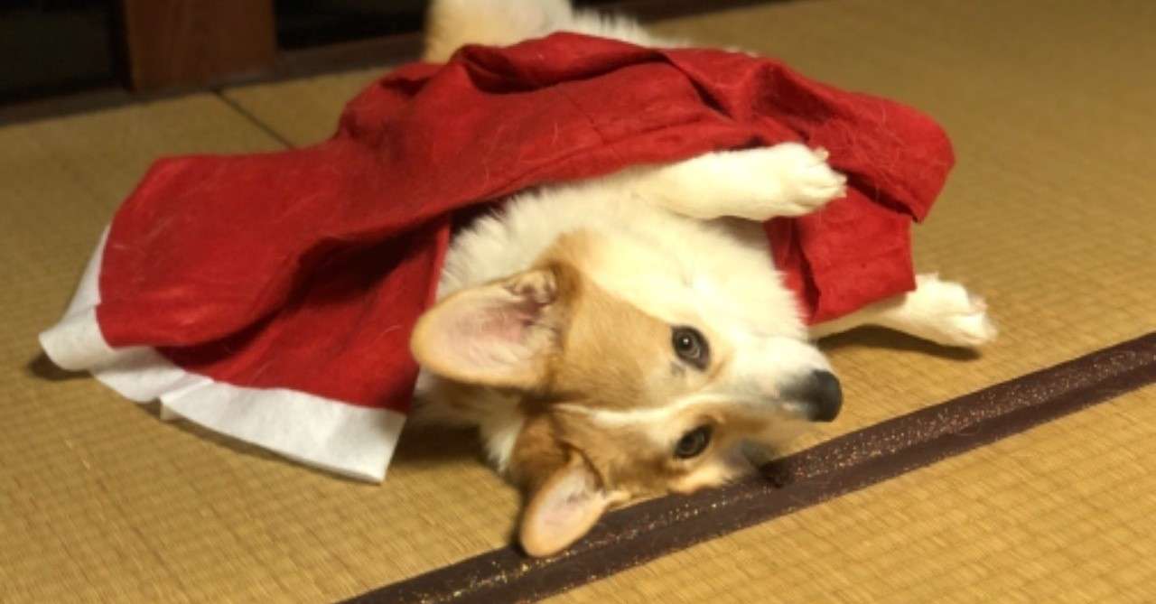 室内犬の気になるペットの臭いの原因と対策 ー我が家の場合ー 本田卓郎 Note