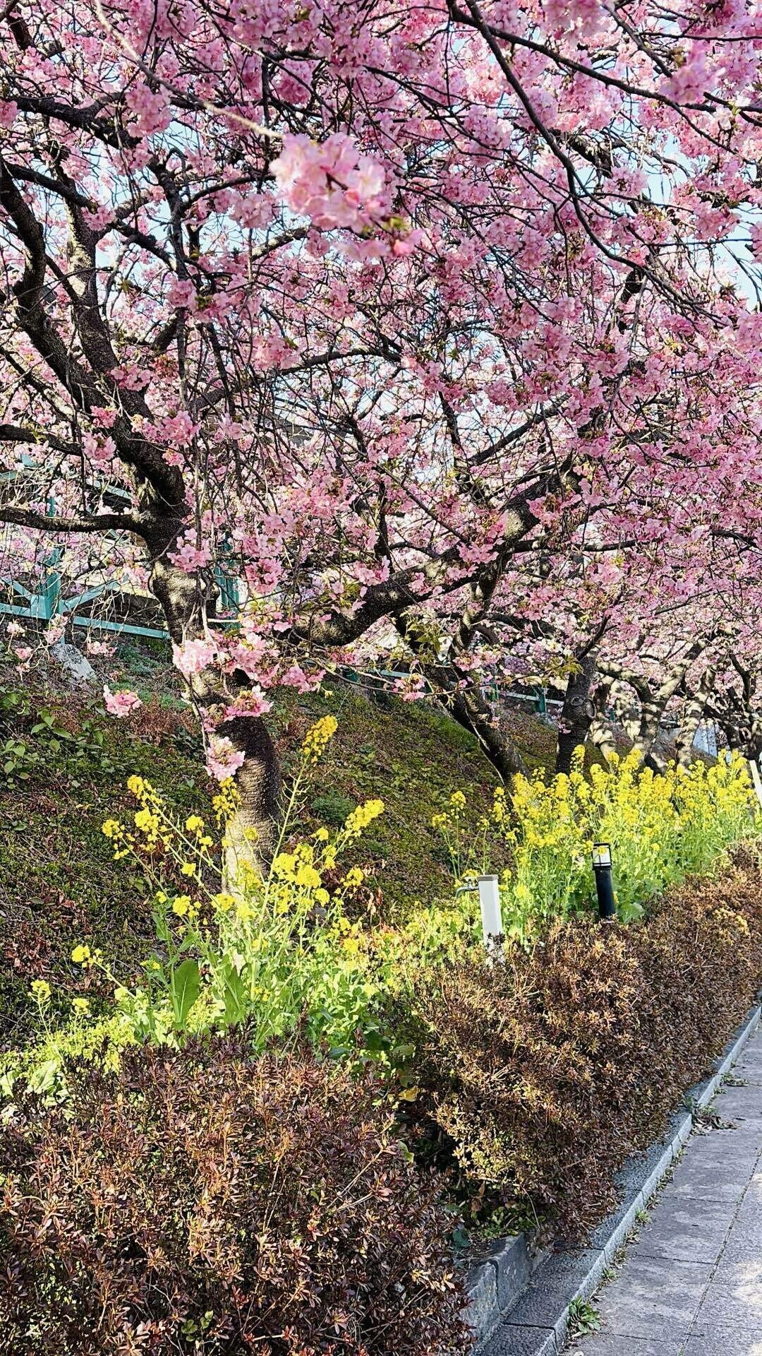 春色トリップ🌸ピンクに染まる景色、河津桜の世界へ｜milu