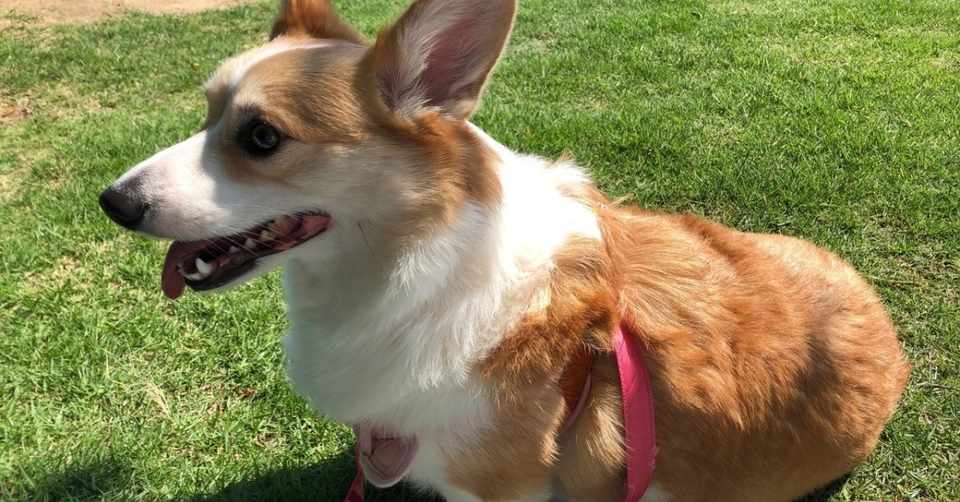 ペットの予防接種 愛犬コーギーちゃんの混合ワクチンとフィラリア予防接種に行ってきました 本田卓郎 Note