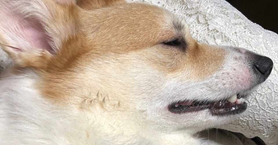 犬の抜け毛対策に使える道具や掃除のポイント 本田卓郎 Note