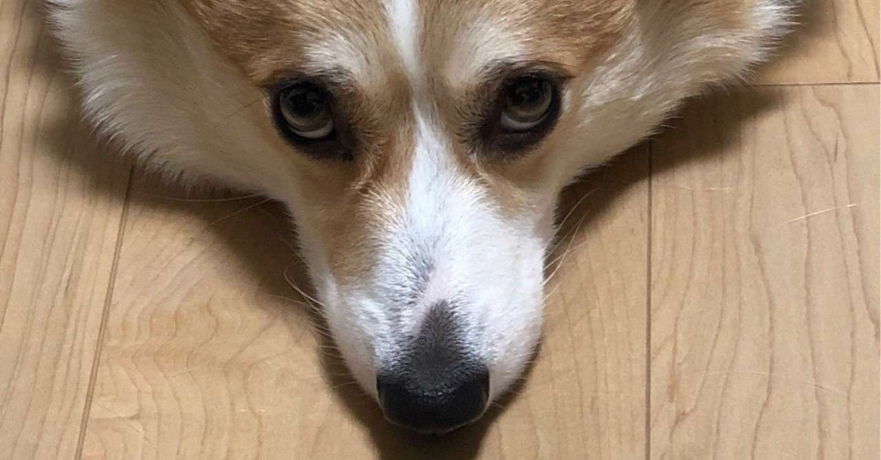 室内犬のケージやトイレはどんなものが良い どこに置けばよい 本田卓郎 Note