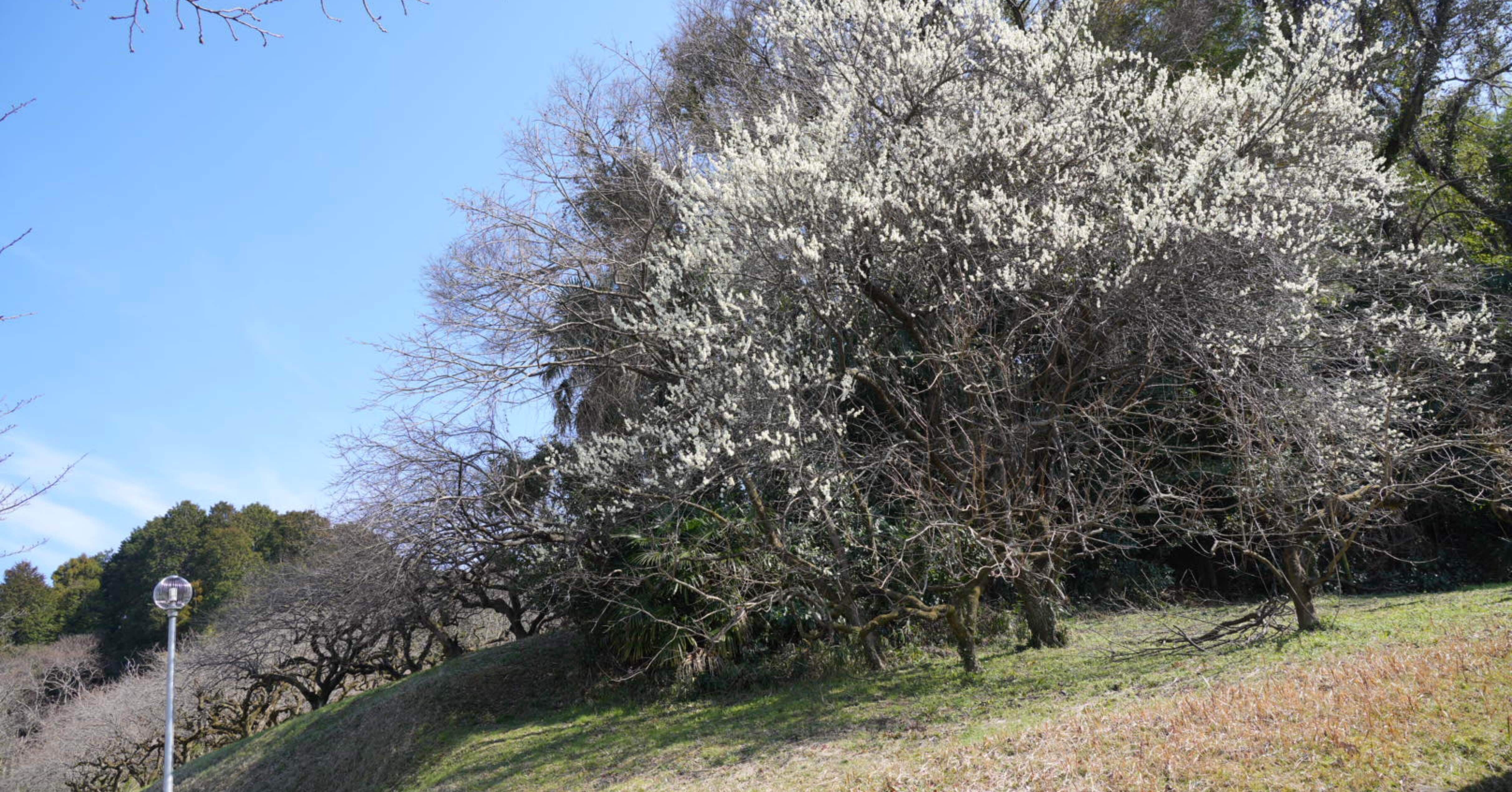 桜井 史跡探訪 メスリ山古墳｜EricTakada