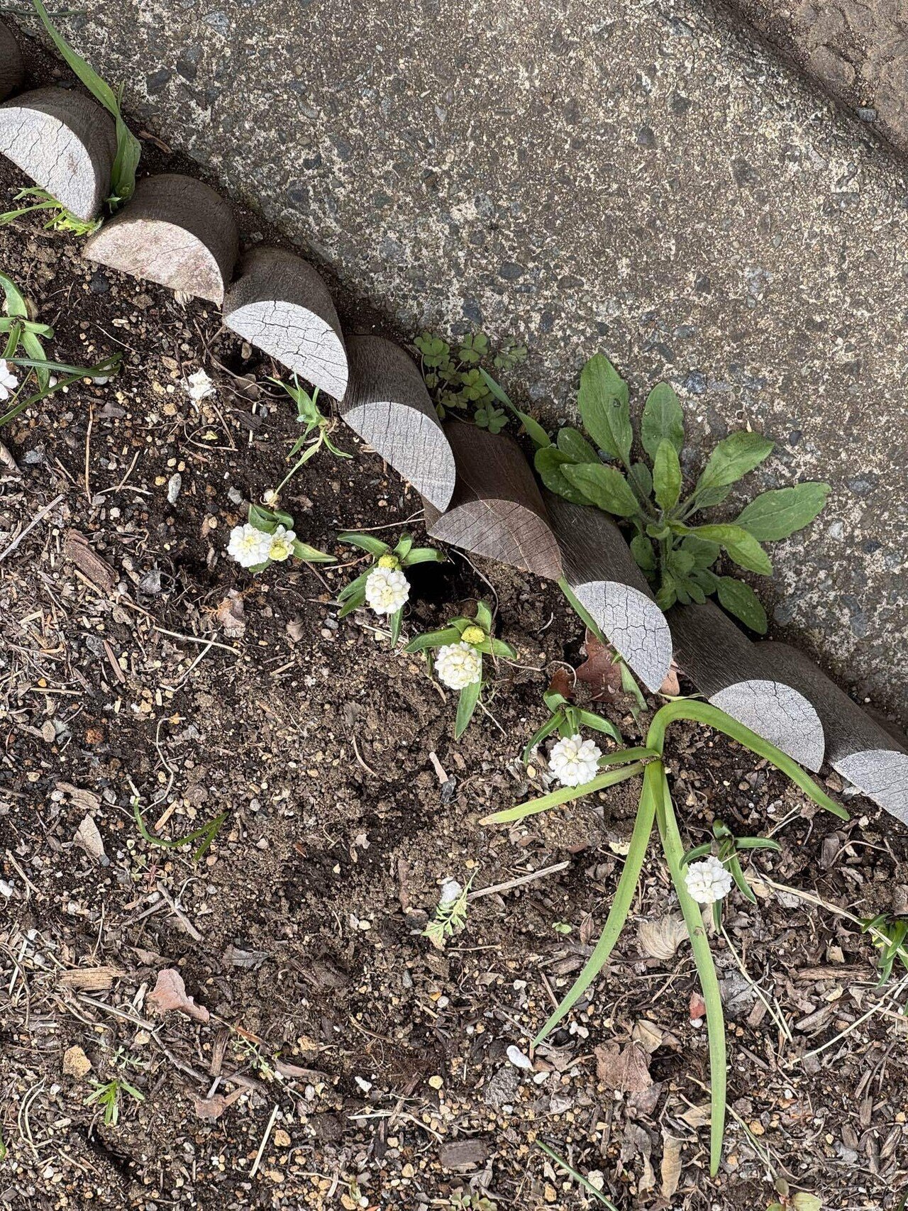 花みどり人 第36回 ポット上げ、修了式｜KINACO｜ひらたなおこ