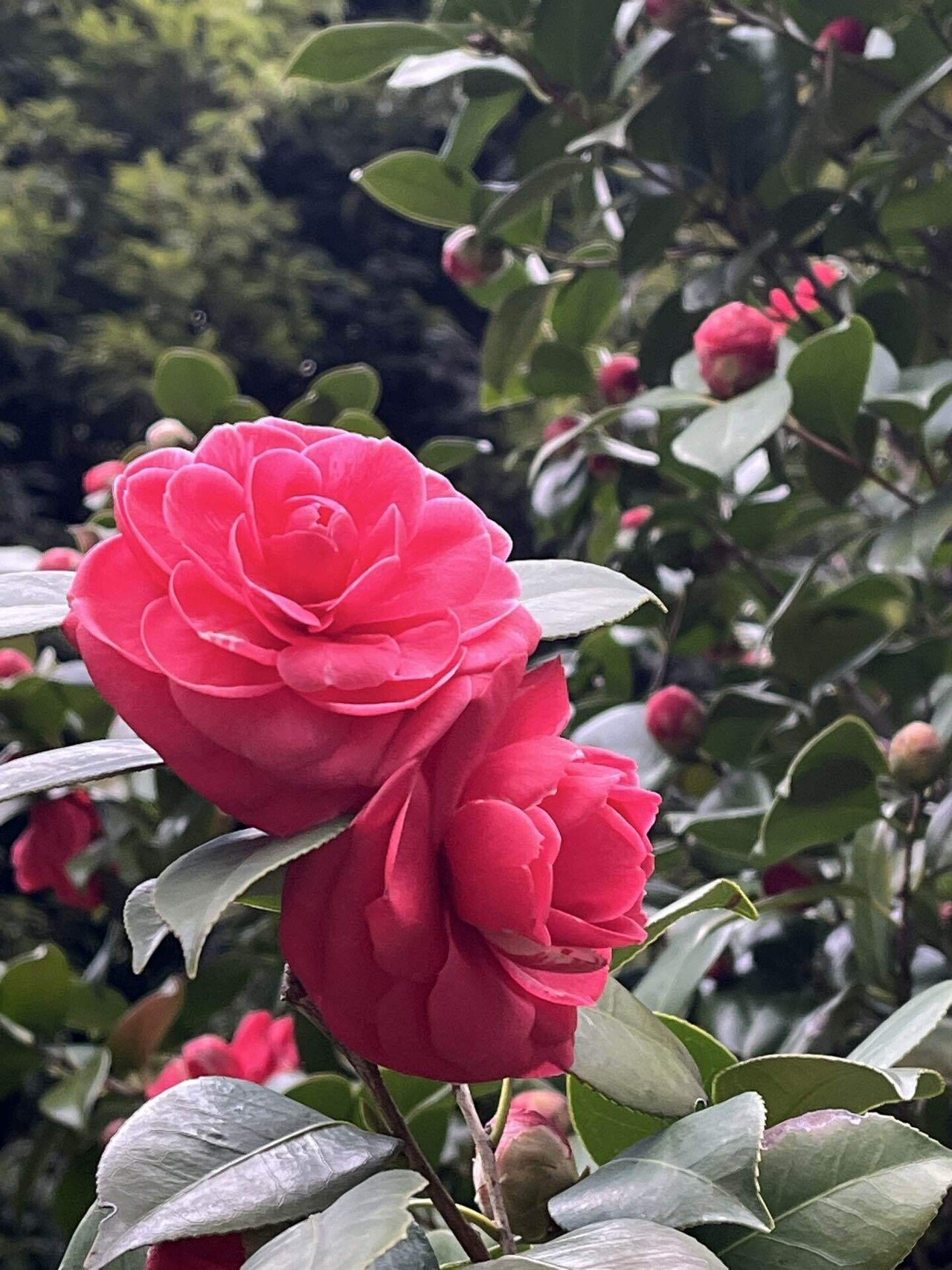 椿図鑑｜よさく