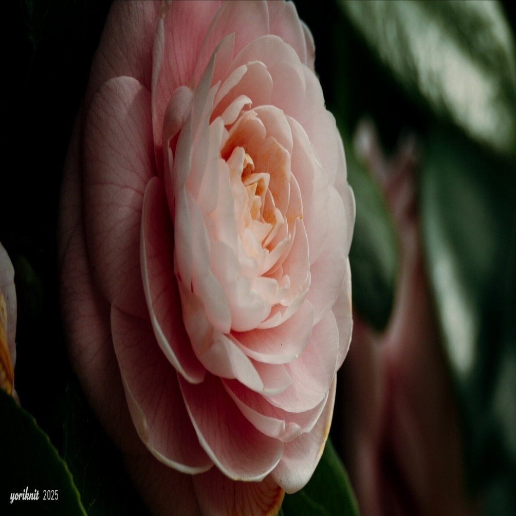 Nikon Z8 と Z50II の野鳥写真比較。｜yoriknit