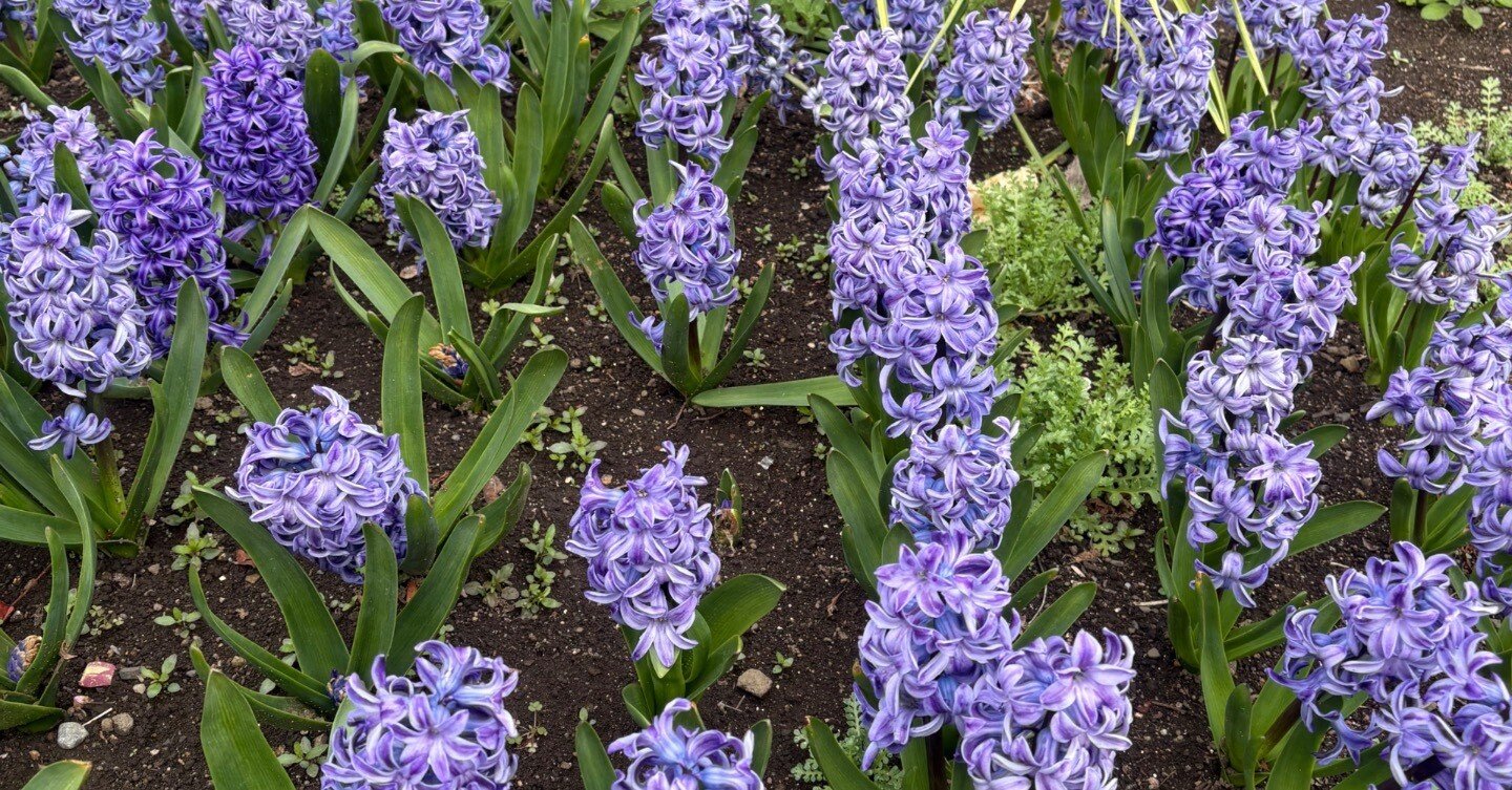 アネモネSの結果 〜縁の深い2頭のワンツーフィニッシュ〜｜dorayaki