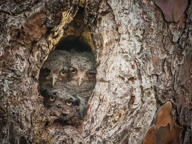 巣穴からのぞく小鳥 巣穴から顔を覗かせる「コゲラ」 - 自然を求めて近辺ぶらり