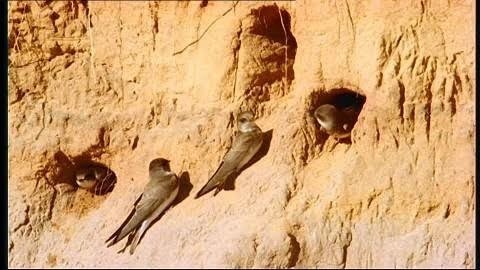 巣穴からのぞく小鳥 巣穴から顔を覗かせる「コゲラ」 - 自然を求めて近辺ぶらり