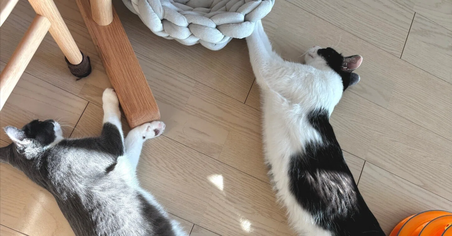 Living with Cats🐾 | Kitten Records: 8 Months Old｜あやぺりと猫