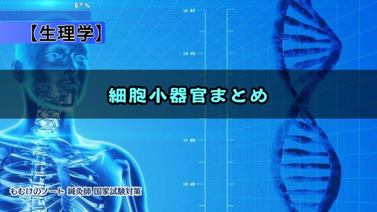 生理学 リボソームとリソソームがわかりくい 細胞小器官まとめ 森元塾 国家試験対策 Note 生理学 リボソームとリソソームがわかりくい 細胞小器官まとめ 森元塾 国家試験対策 Note