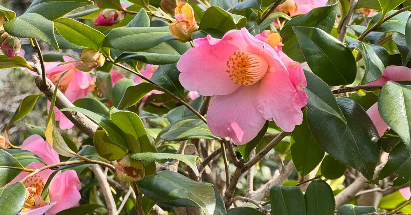 椿の花見｜Cressonboy