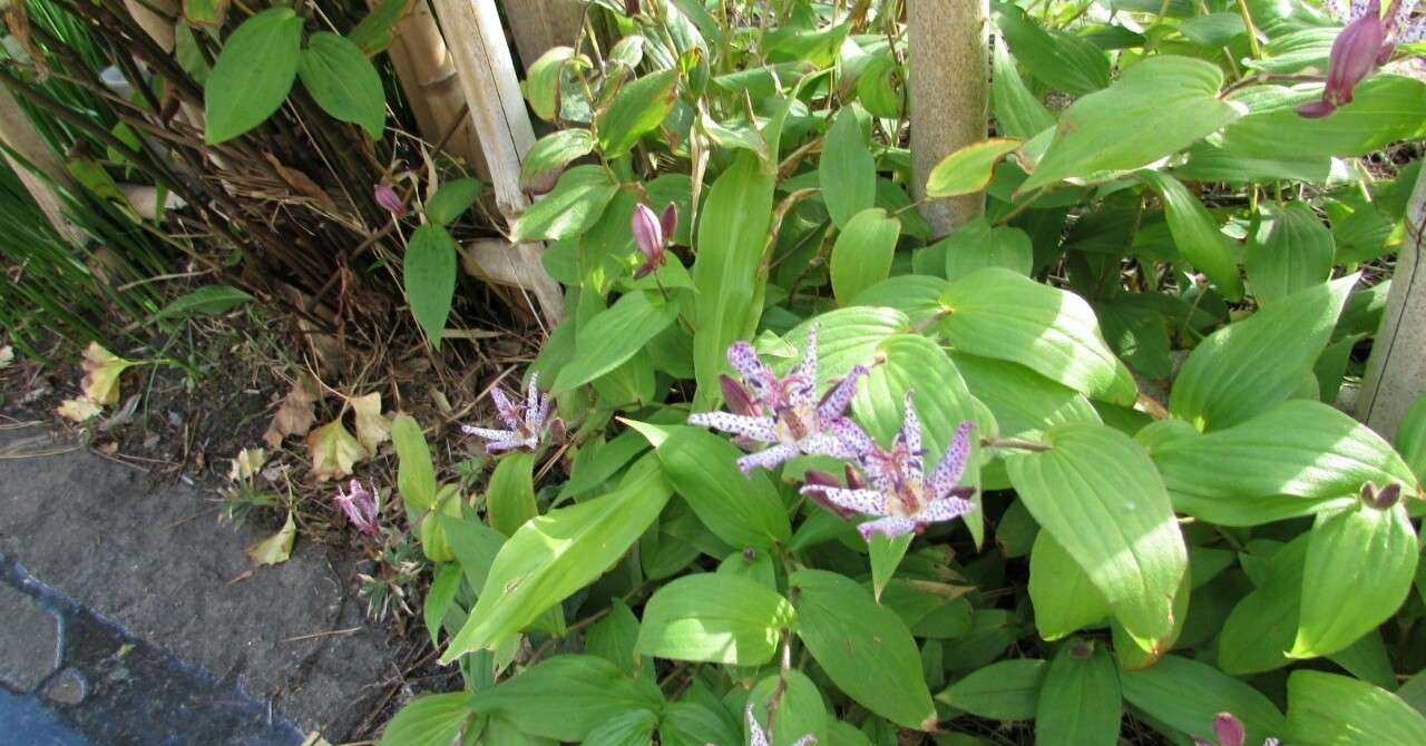 1 13 月 季語 杜鵑草 ほととぎす 仲秋 なつっこ Note