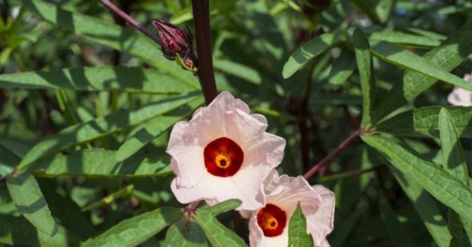 ハーブの紹介 ハイビスカス Hibiscus しろ Note