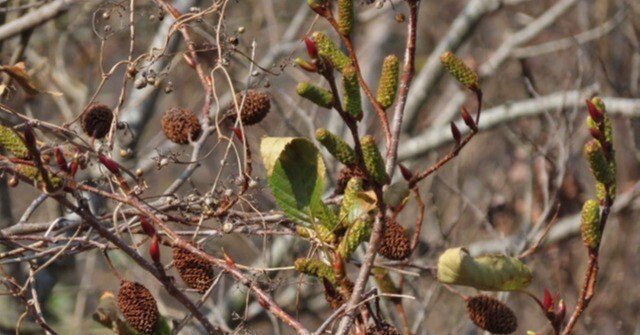 c9e09a44fdd460108755a0f40c7ed6