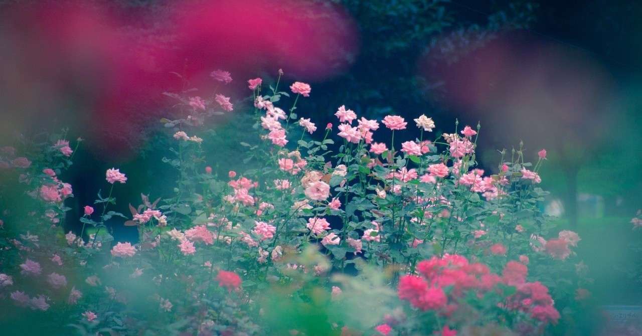 感情に正直であること 森田望智さん出演 情熱大陸 感想 さとりえ Note