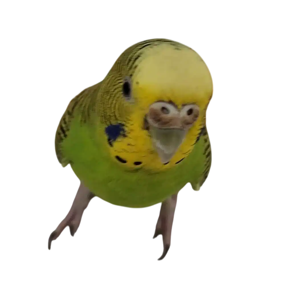 ゆか