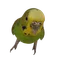 ゆか