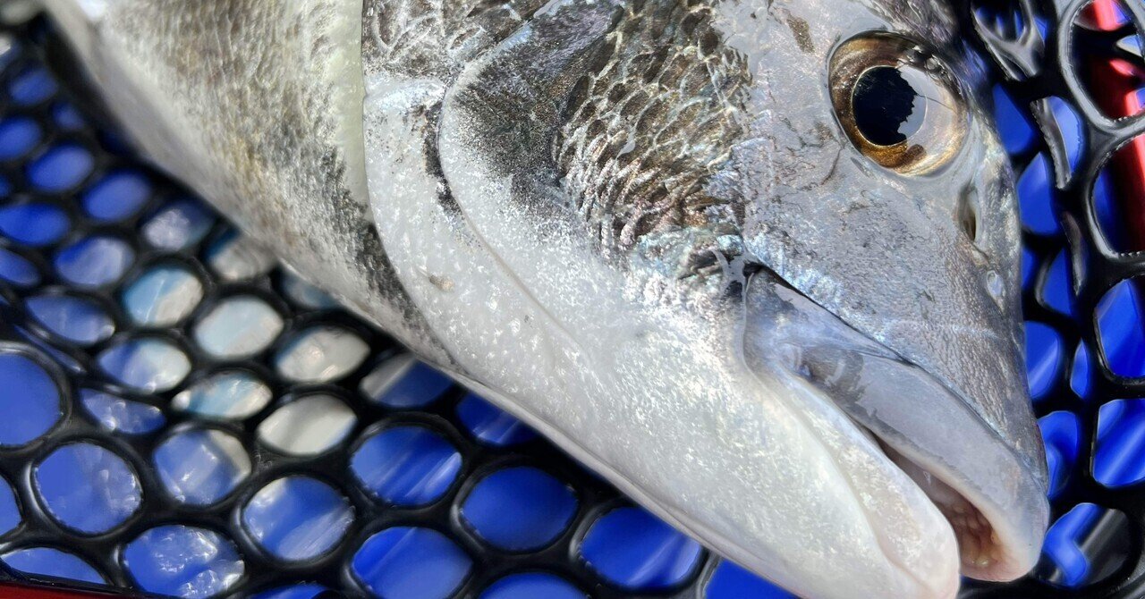 釣り人語源考 クロダイはチヌではない｜decodecochibita