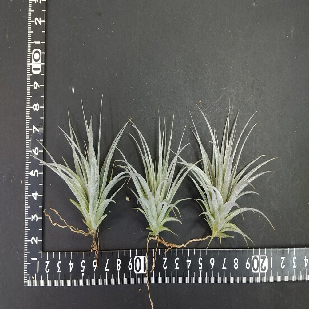 チランジア入荷リスト3/12｜NatureGarden🌿神田