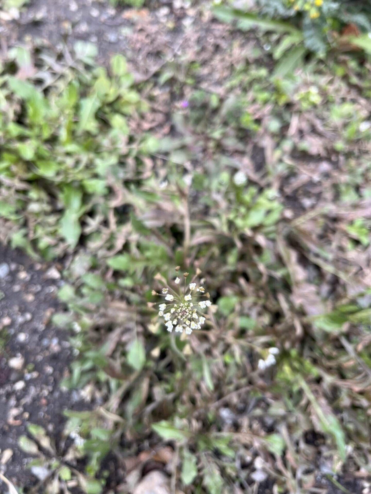 ぺんぺん草醜草であれ何であれ 阿波野青畝 ぺんぺん草って雑草のことだ