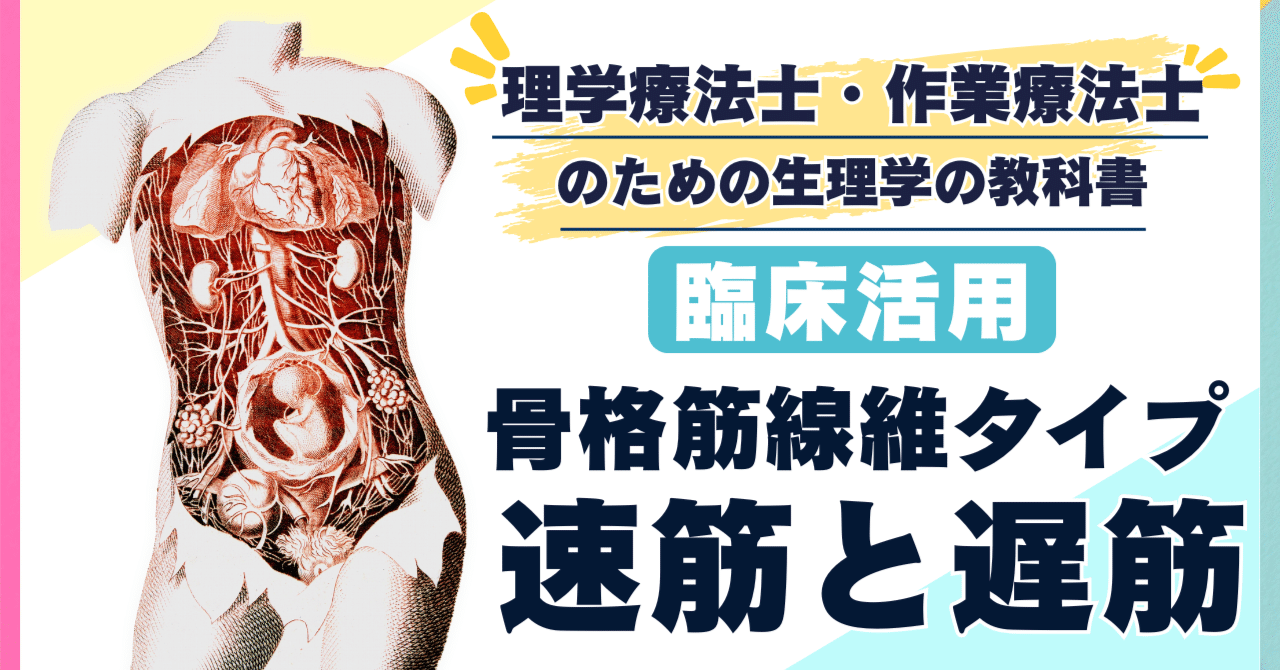 骨格筋線維のタイプ – 速筋と遅筋 〜理学療法士・作業療法士のための