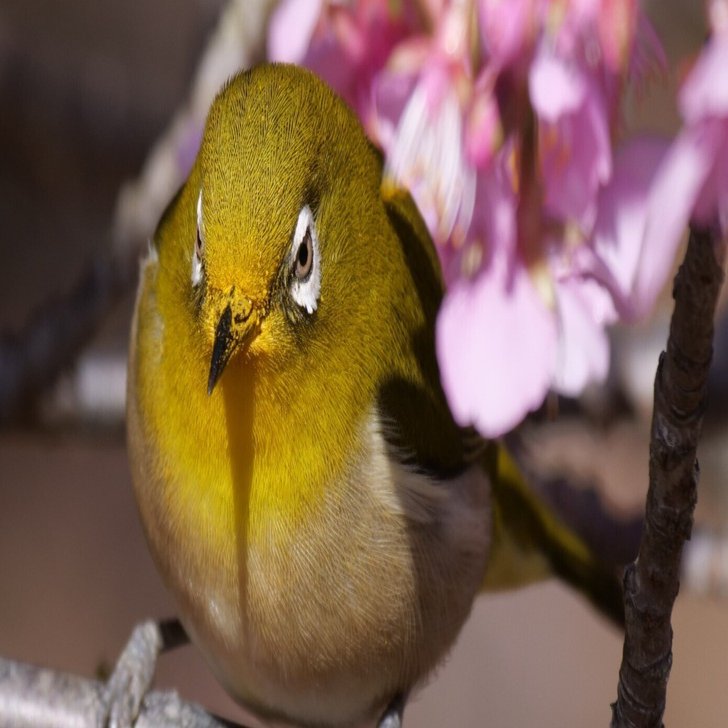 野鳥が好きです!#169「400mm望遠レンズ(LUMIXG9マイクロフォーサーズと