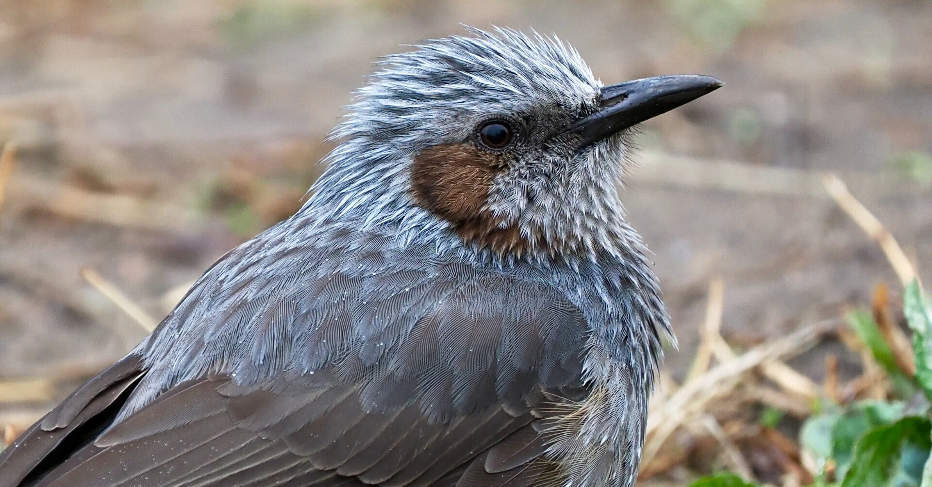 寒い雨の日の野鳥撮影！ヒヨドリのロマンスグレーが美しい（OM SYSTEM
