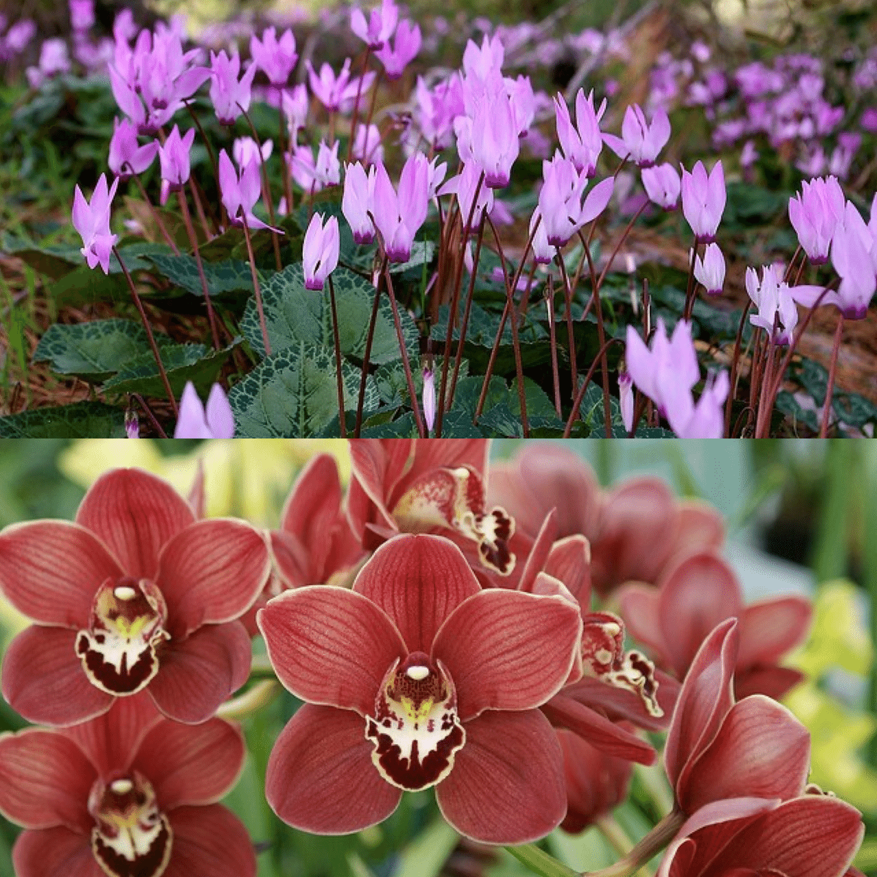 1月14日お誕生日の方おめでとうございます 今日の誕生花の花言葉は シクラメン 遠慮 気後れ 内気 はにかみ シンビジウム 飾らない心 素朴 高貴な美人 華やかな恋 今日も素敵な1日になります Monstera18 Note 1月14日お誕生日の方おめでとうございます 今日の誕生花の花言葉は シクラメン 遠慮 気後れ 内気 はにかみ シンビジウム 飾らない心 素朴 高貴な美人 華やかな恋 今日も素敵な1日になります Monstera18 Note