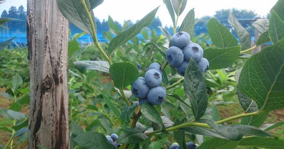 常緑果樹と落葉果樹 ねこまる 果樹バカ Note