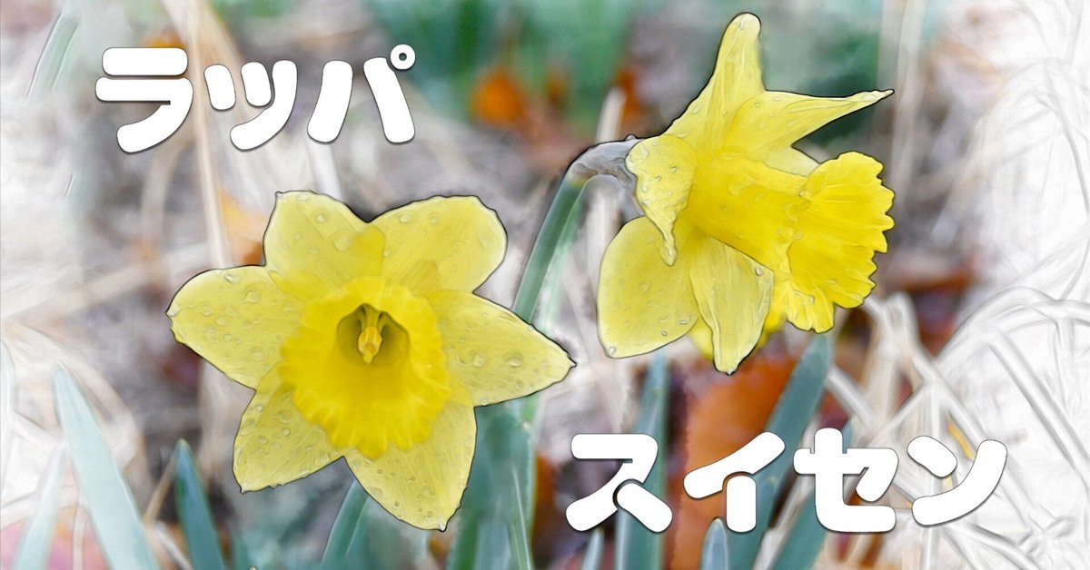 ラッパスイセン（水彩画風）｜taka