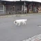 イシダ