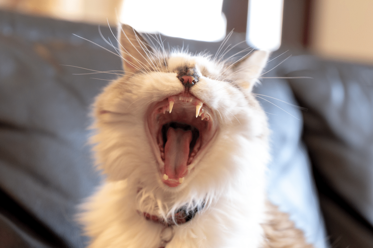 ねこ辞典の あくび の項があれば載せたい くろねこ Note ねこ辞典の あくび の項があれば載せたい くろねこ Note