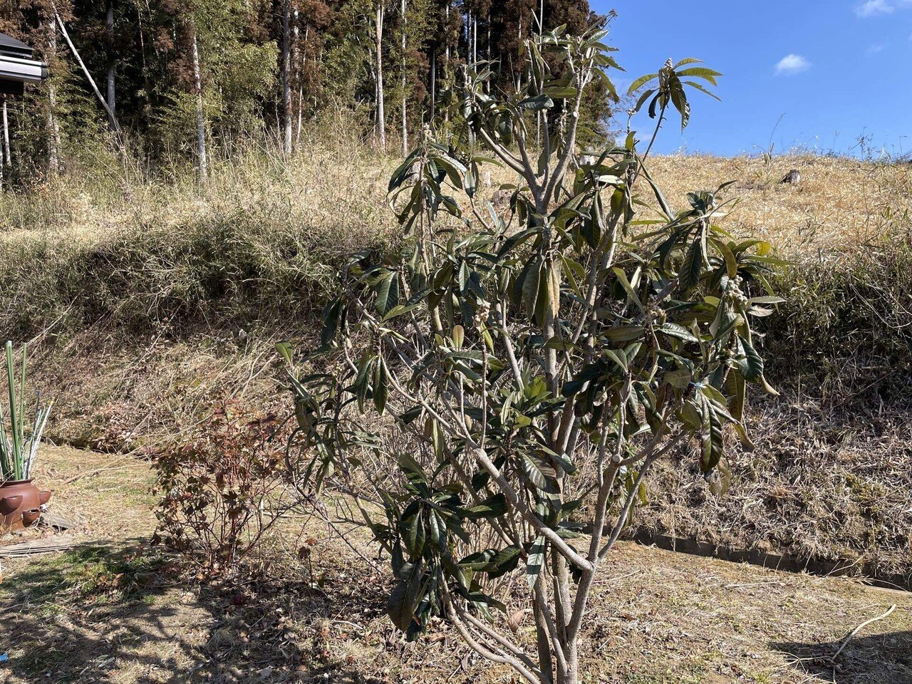 庭にビワの木を植えたら、家族の健康にめちゃくちゃ役立った話