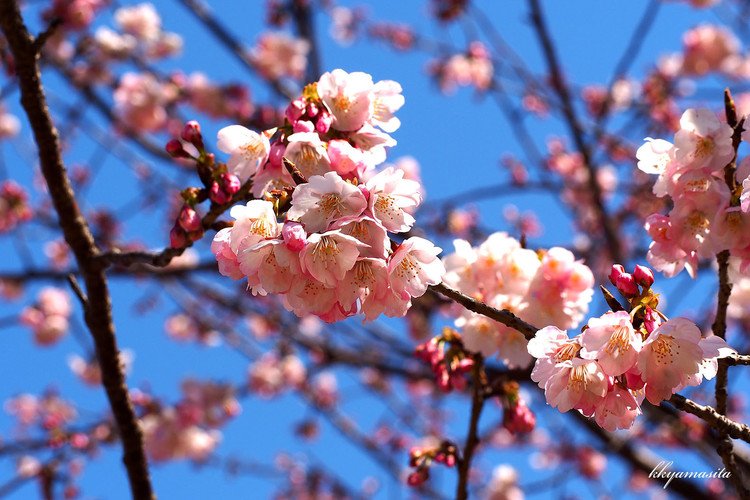 ソメイヨシノよりも１～２週間早く咲く桜で、桃色がきれいな桜です。