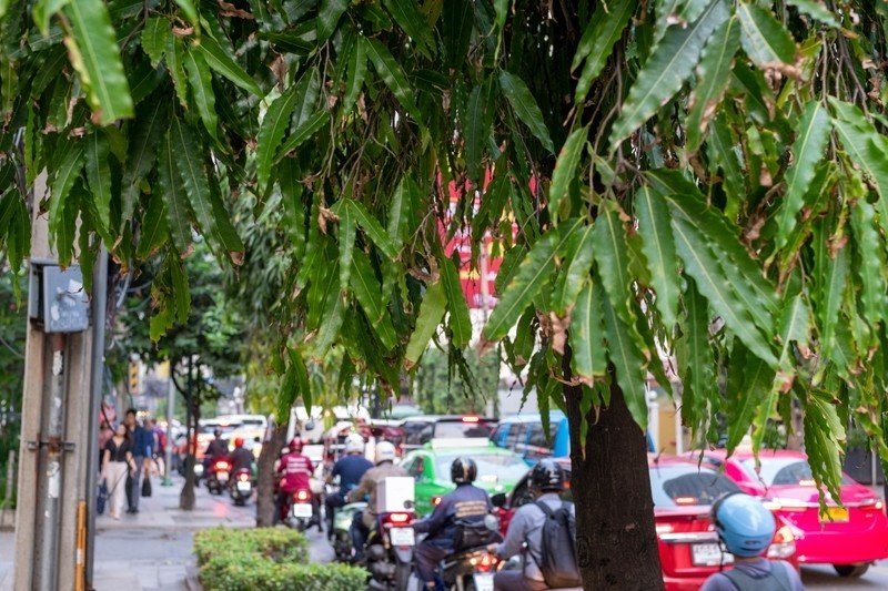 タイでは釈迦生誕の花ではない 無憂樹 タイでどこにでも咲く花 17 Masayuki Saito Note